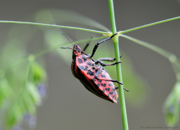 Graphosoma italica - acrobata